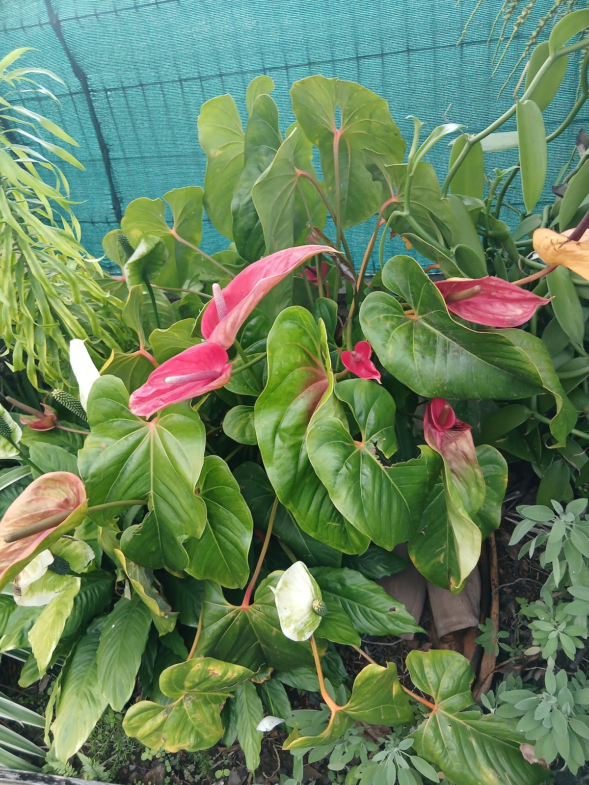 La Villa Vie d’Hôte - 5